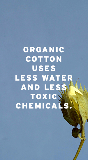 Image Description: The image background shows a close-up image of a young organic cotton plant in the bottom right hand corner with blue sky behind. There is white text that reads: 'Organic cotton uses less water and less toxic chemicals.'